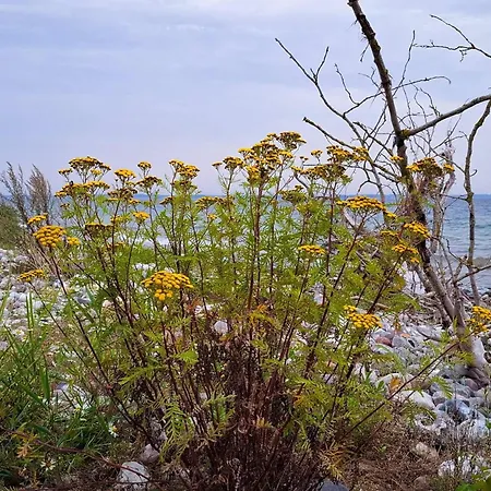 10 Person In Haderslev-by Traum